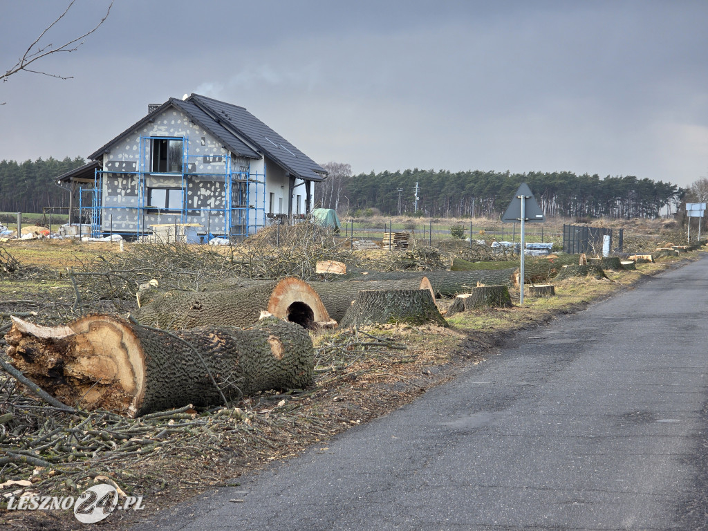 Wycinka drzew przy drodze Lipno-Goniembice