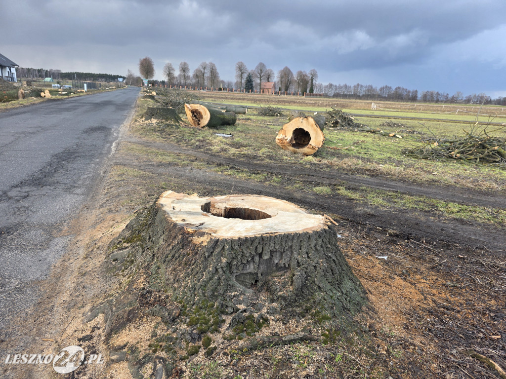 Wycinka drzew przy drodze Lipno-Goniembice