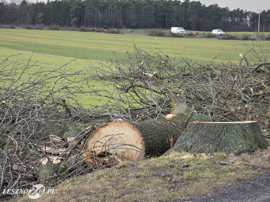 Wycinka drzew przy drodze Lipno-Goniembice