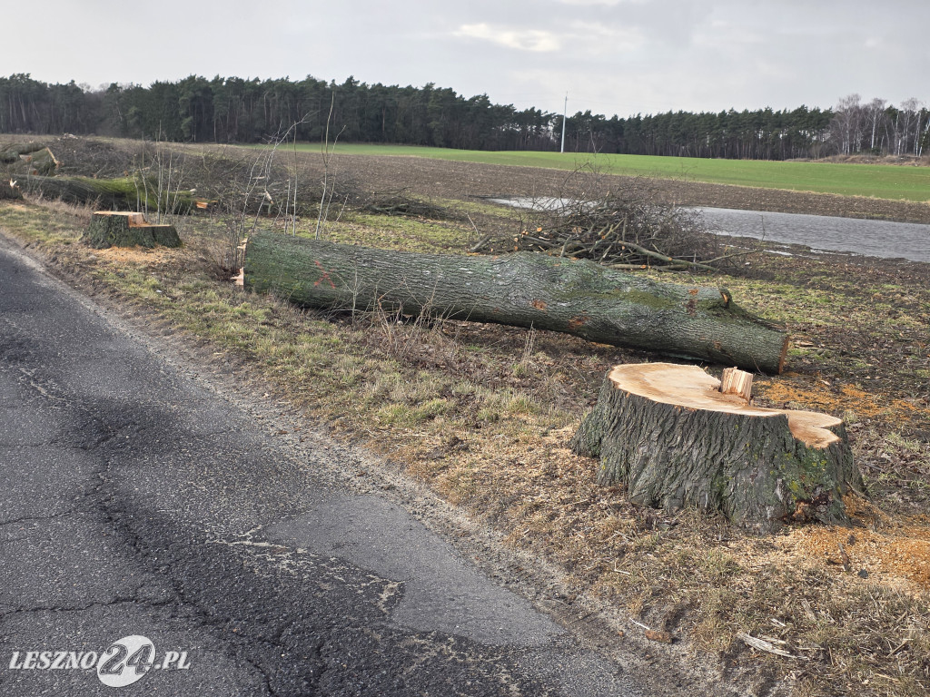 Wycinka drzew przy drodze Lipno-Goniembice