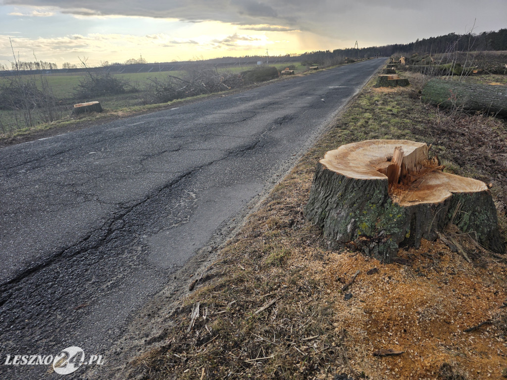 Wycinka drzew przy drodze Lipno-Goniembice