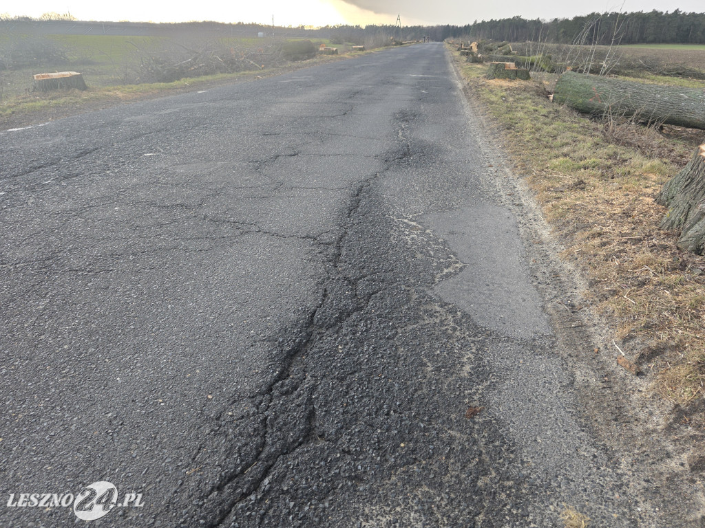 Wycinka drzew przy drodze Lipno-Goniembice