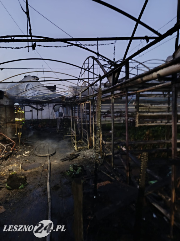 Pożar kotłowni w zakładzie ogrodniczym w Lesznie