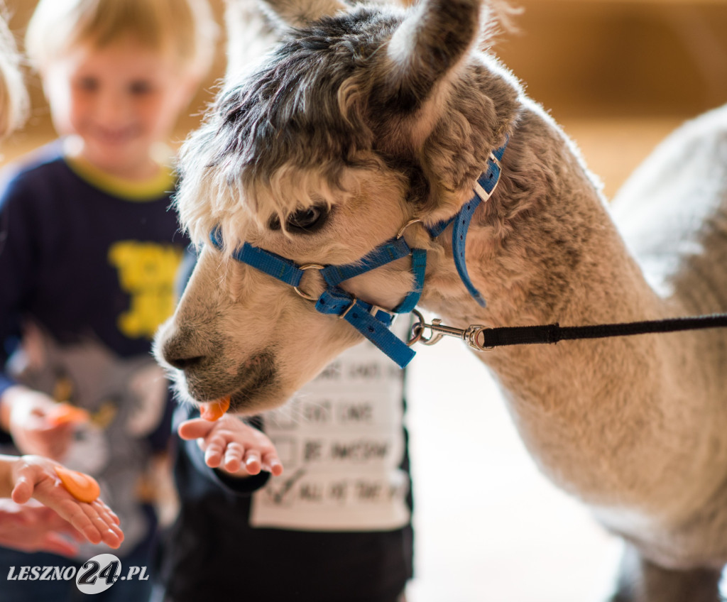 Kolorowy Świat – edukacja od żłobka do szkoły