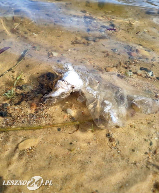 Wędkarze uporządkowali teren zbiornika Rydzyna