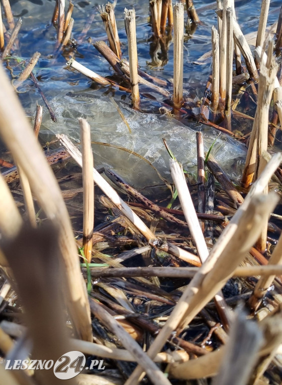 Wędkarze uporządkowali teren zbiornika Rydzyna