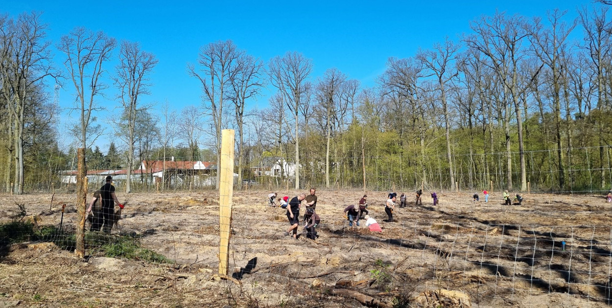 Akcja sadzenia drzew w Nadleśnictwie Karczma Borowa