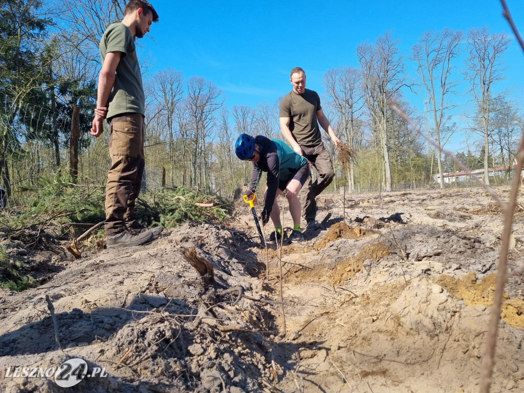 Akcja sadzenia drzew w Nadleśnictwie Karczma Borowa