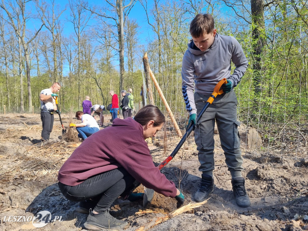 Akcja sadzenia drzew w Nadleśnictwie Karczma Borowa