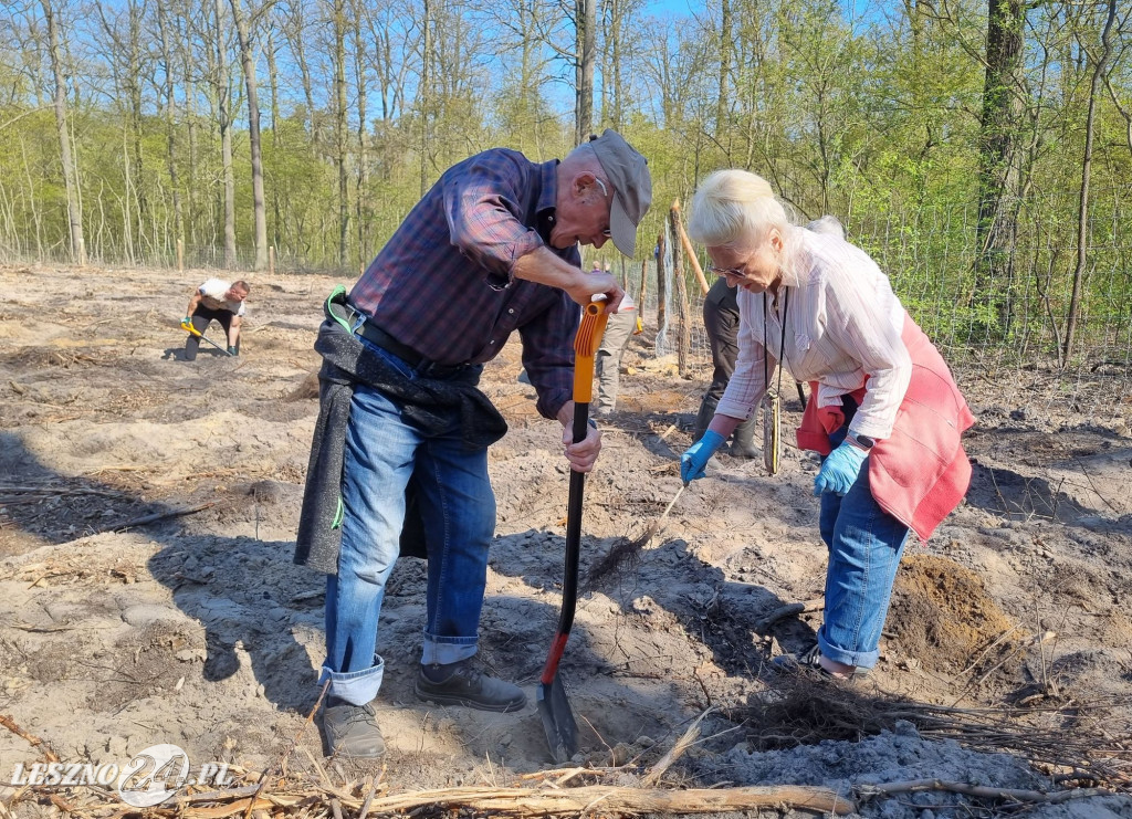 Akcja sadzenia drzew w Nadleśnictwie Karczma Borowa