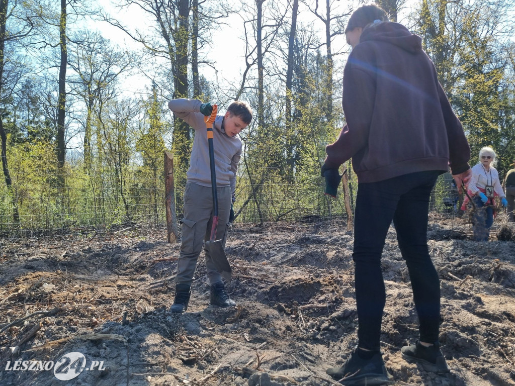 Akcja sadzenia drzew w Nadleśnictwie Karczma Borowa