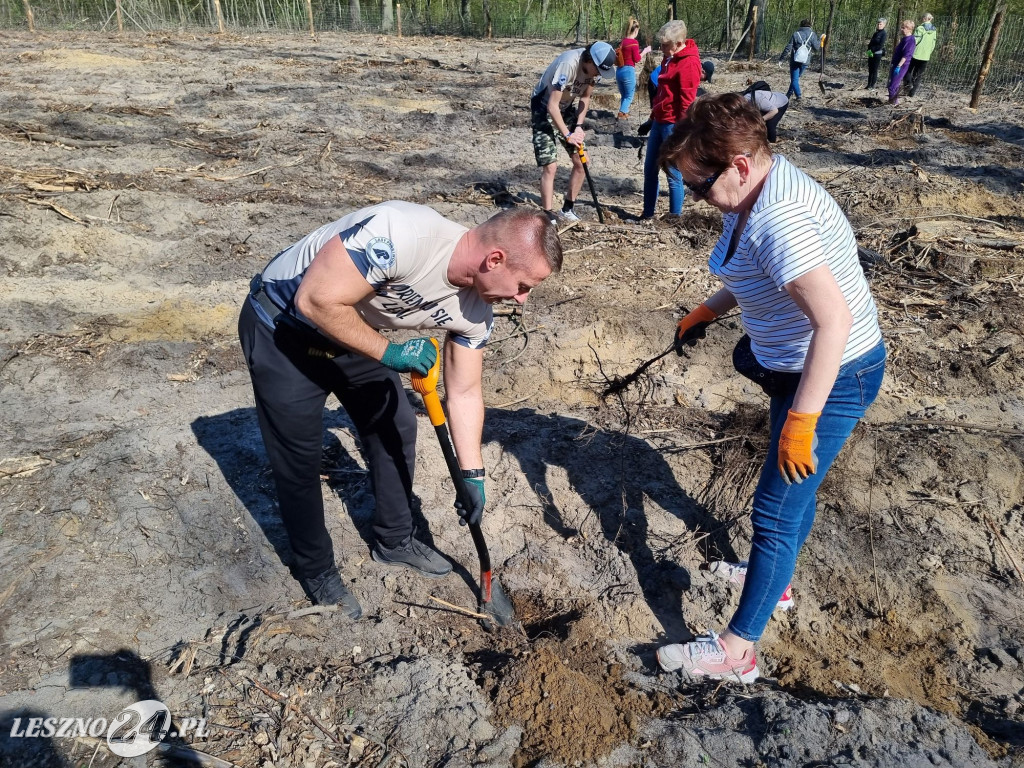 Akcja sadzenia drzew w Nadleśnictwie Karczma Borowa