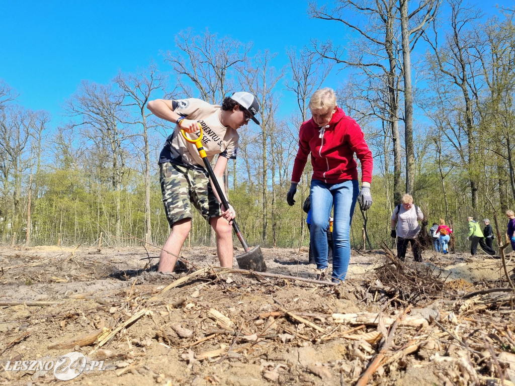 Akcja sadzenia drzew w Nadleśnictwie Karczma Borowa