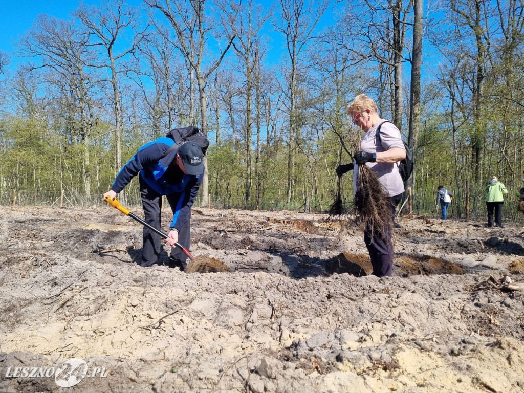 Akcja sadzenia drzew w Nadleśnictwie Karczma Borowa