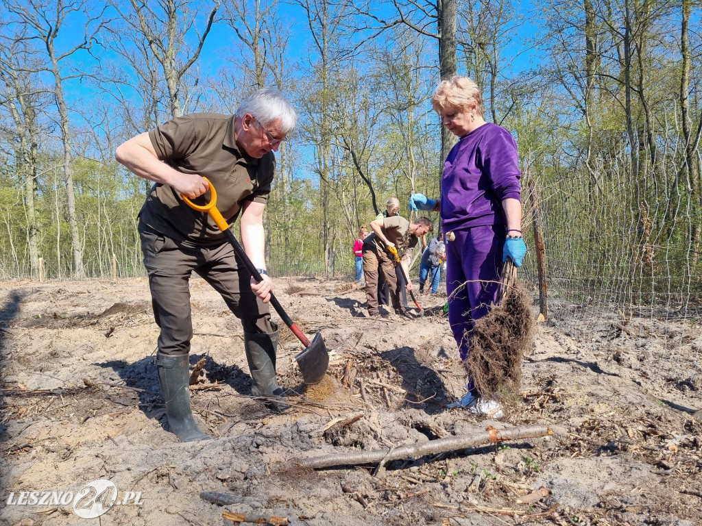 Akcja sadzenia drzew w Nadleśnictwie Karczma Borowa