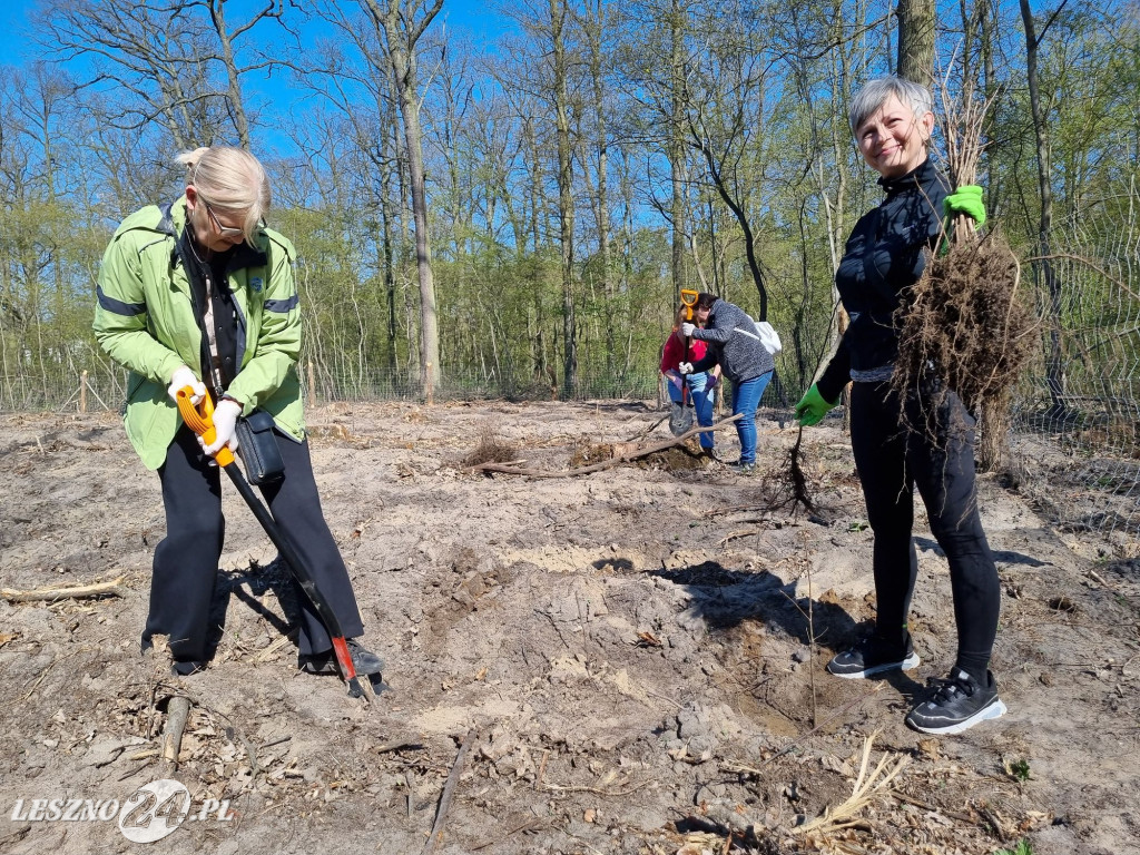 Akcja sadzenia drzew w Nadleśnictwie Karczma Borowa