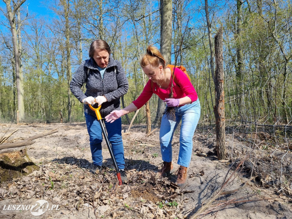 Akcja sadzenia drzew w Nadleśnictwie Karczma Borowa