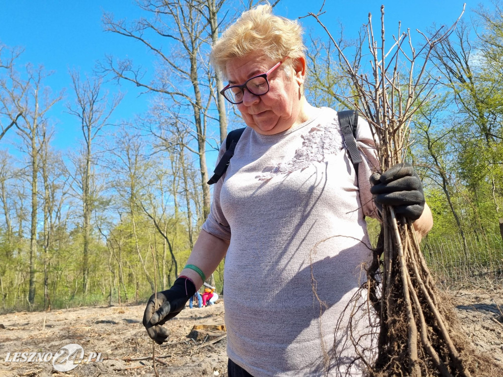 Akcja sadzenia drzew w Nadleśnictwie Karczma Borowa