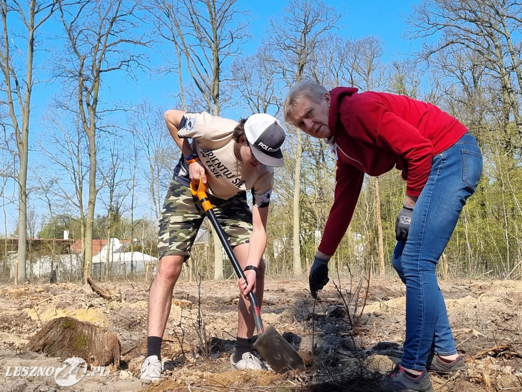 Akcja sadzenia drzew w Nadleśnictwie Karczma Borowa