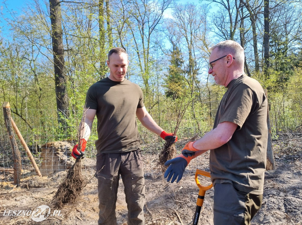 Akcja sadzenia drzew w Nadleśnictwie Karczma Borowa
