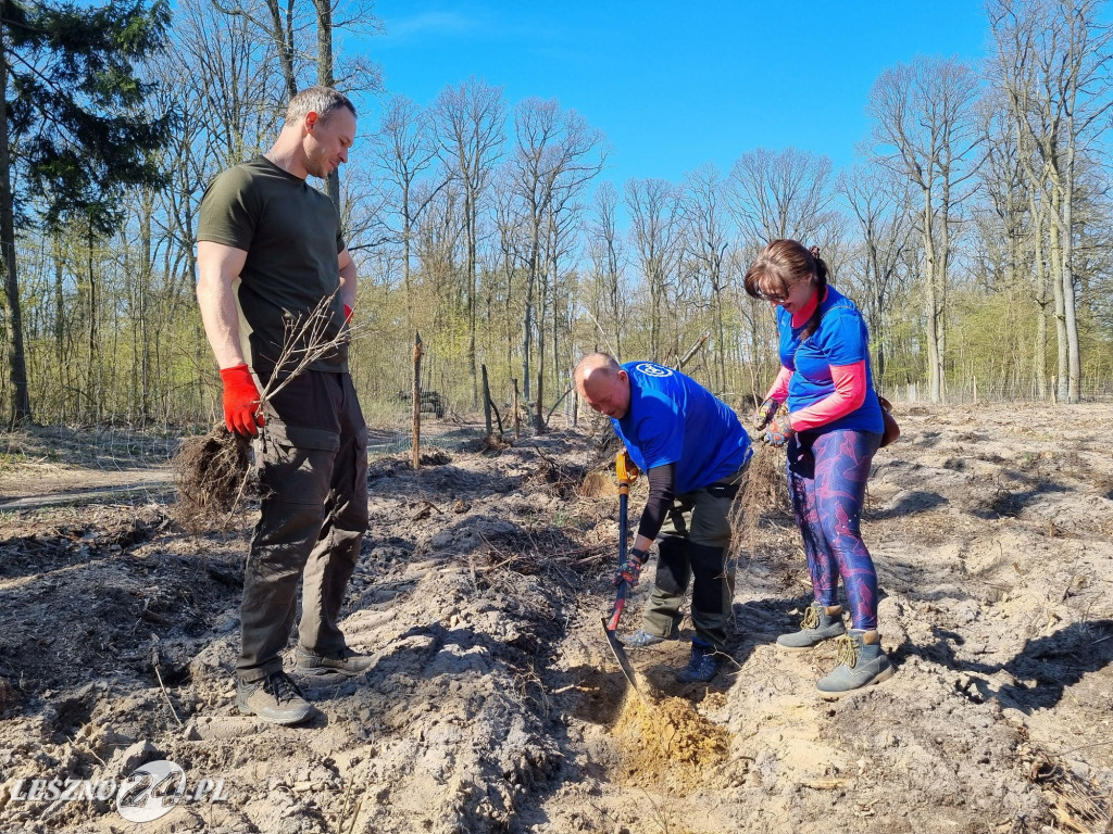 Akcja sadzenia drzew w Nadleśnictwie Karczma Borowa