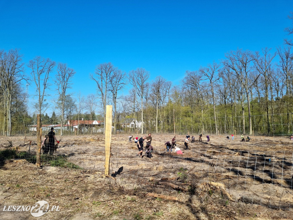 Akcja sadzenia drzew w Nadleśnictwie Karczma Borowa