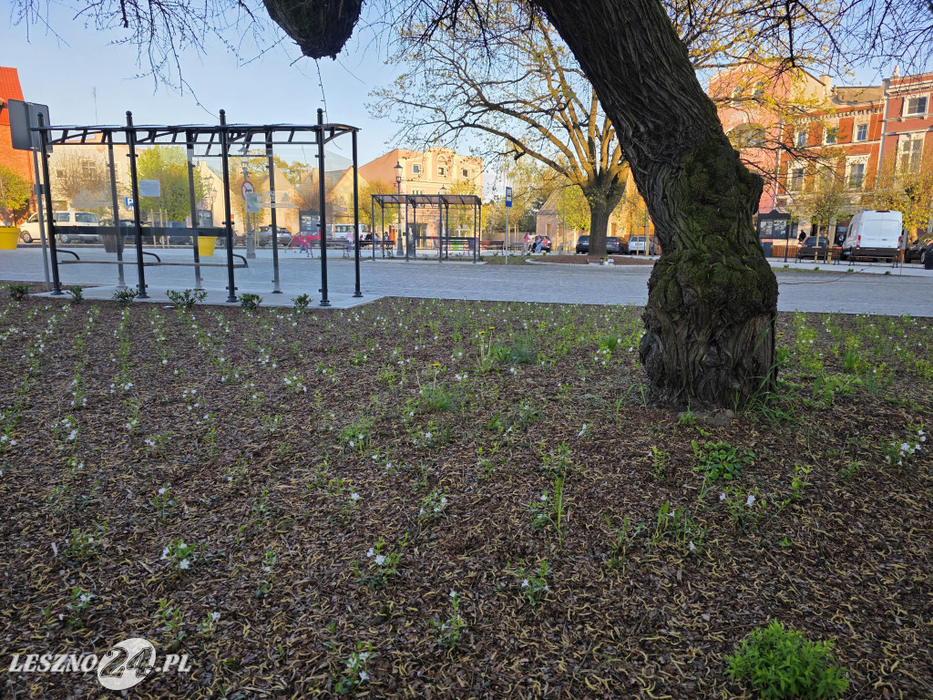Fontanna na Rynku w Osiecznej