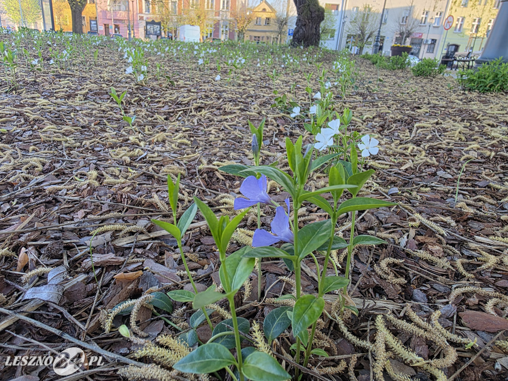 Fontanna na Rynku w Osiecznej