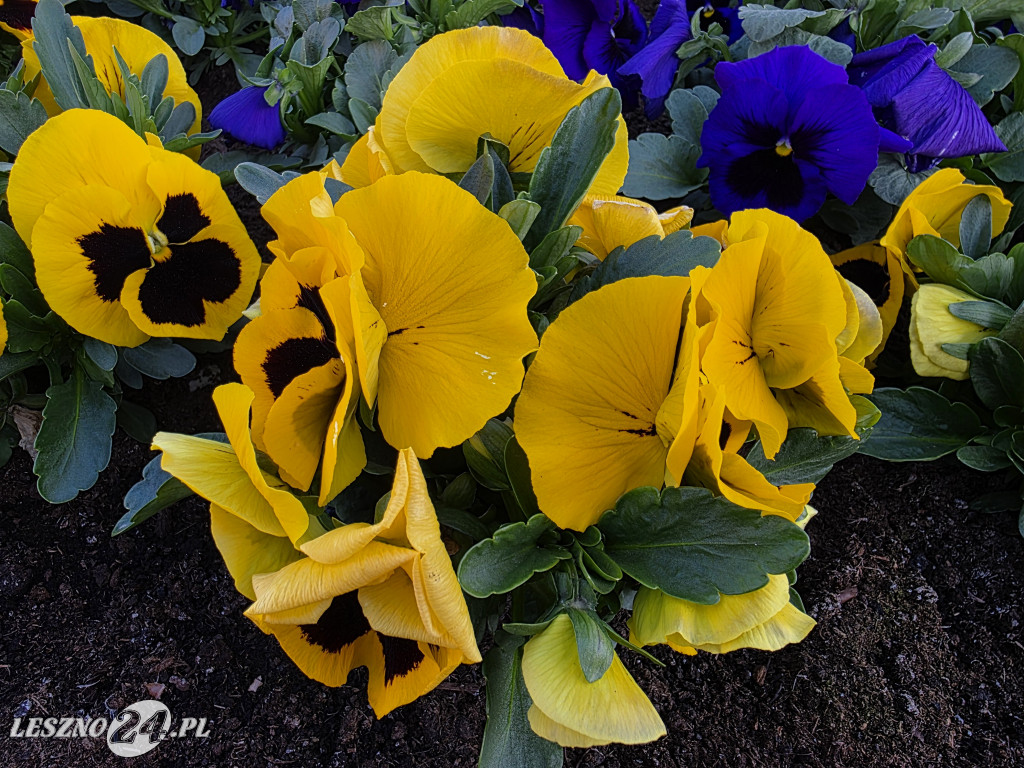 Fontanna na Rynku w Osiecznej