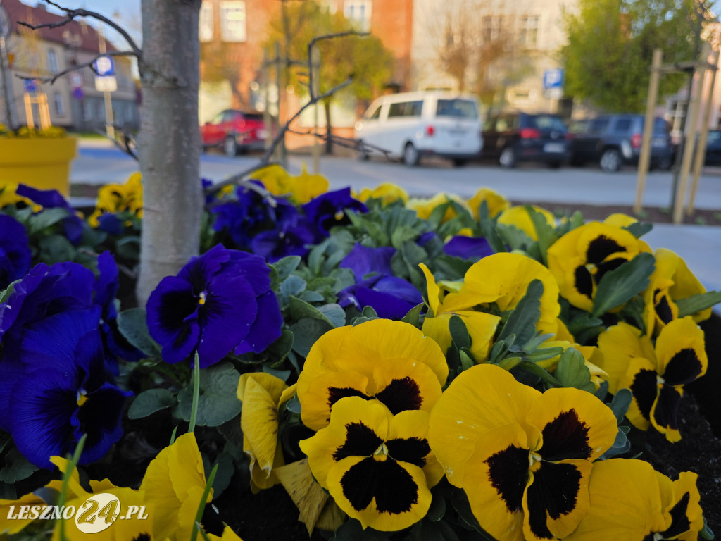 Fontanna na Rynku w Osiecznej