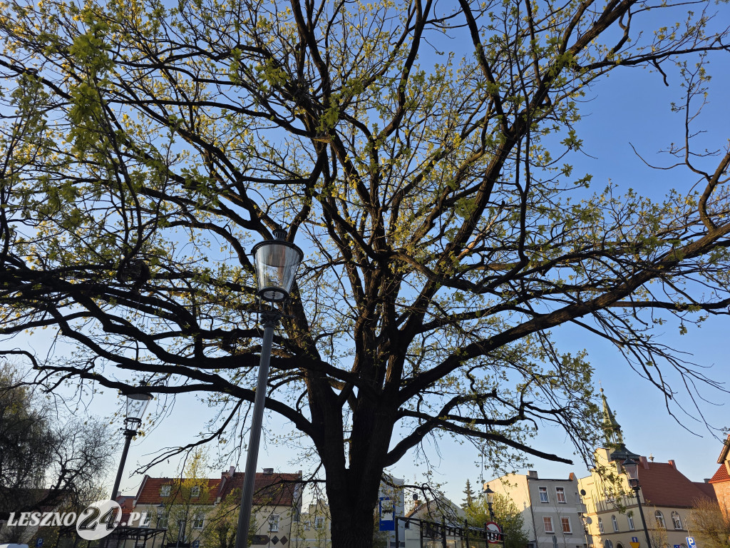 Fontanna na Rynku w Osiecznej