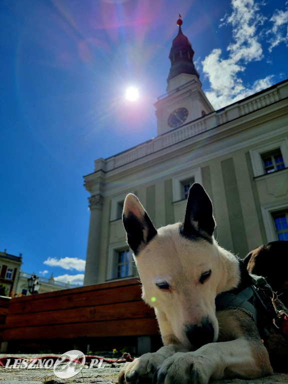 Minuta Ciszy dla Łukasza Litewki