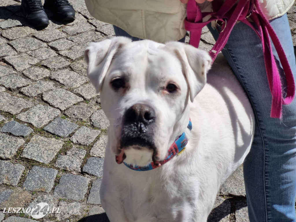 Minuta Ciszy dla Łukasza Litewki