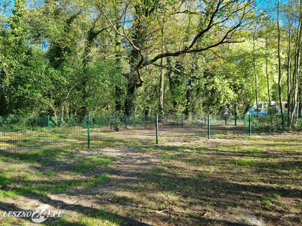 Plaża z wybiegiem dla psów w Boszkowie