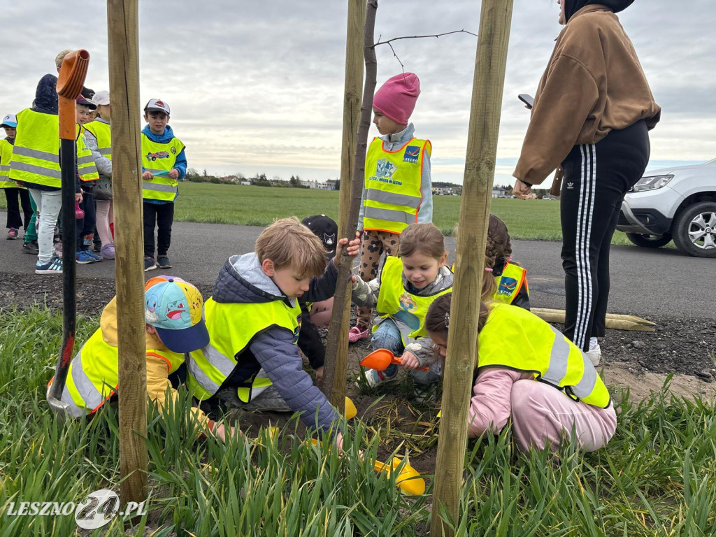 Sadzenie drzew przy ul. Trojanowskiego w Lesznie
