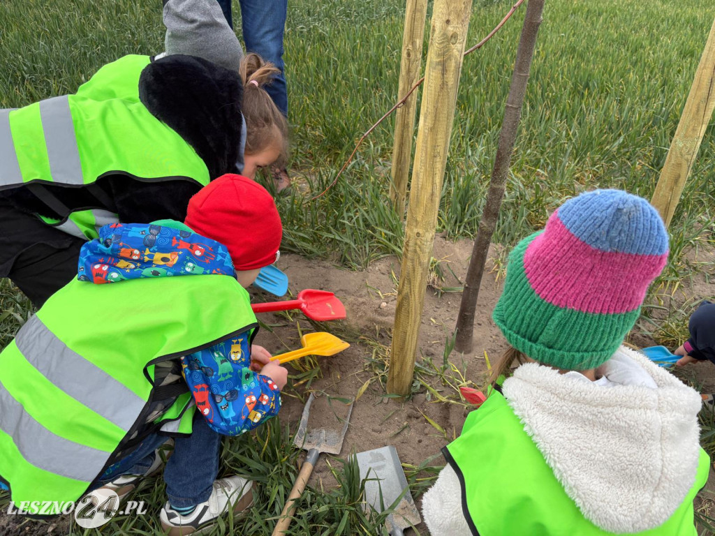 Sadzenie drzew przy ul. Trojanowskiego w Lesznie