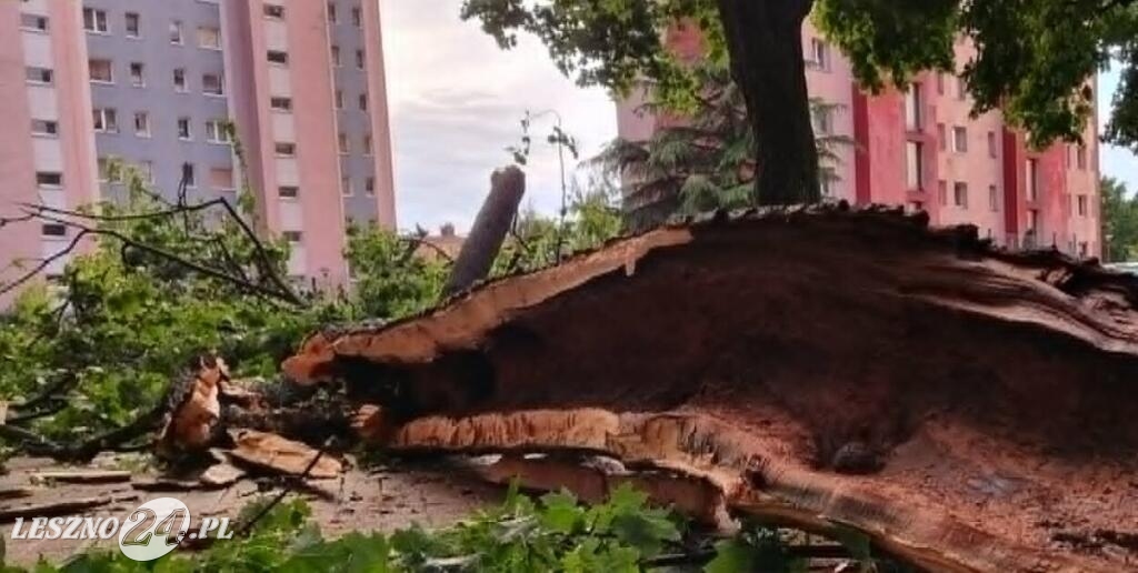 Drzewo runęło przy ul. Sułkowskiego w Lesznie
