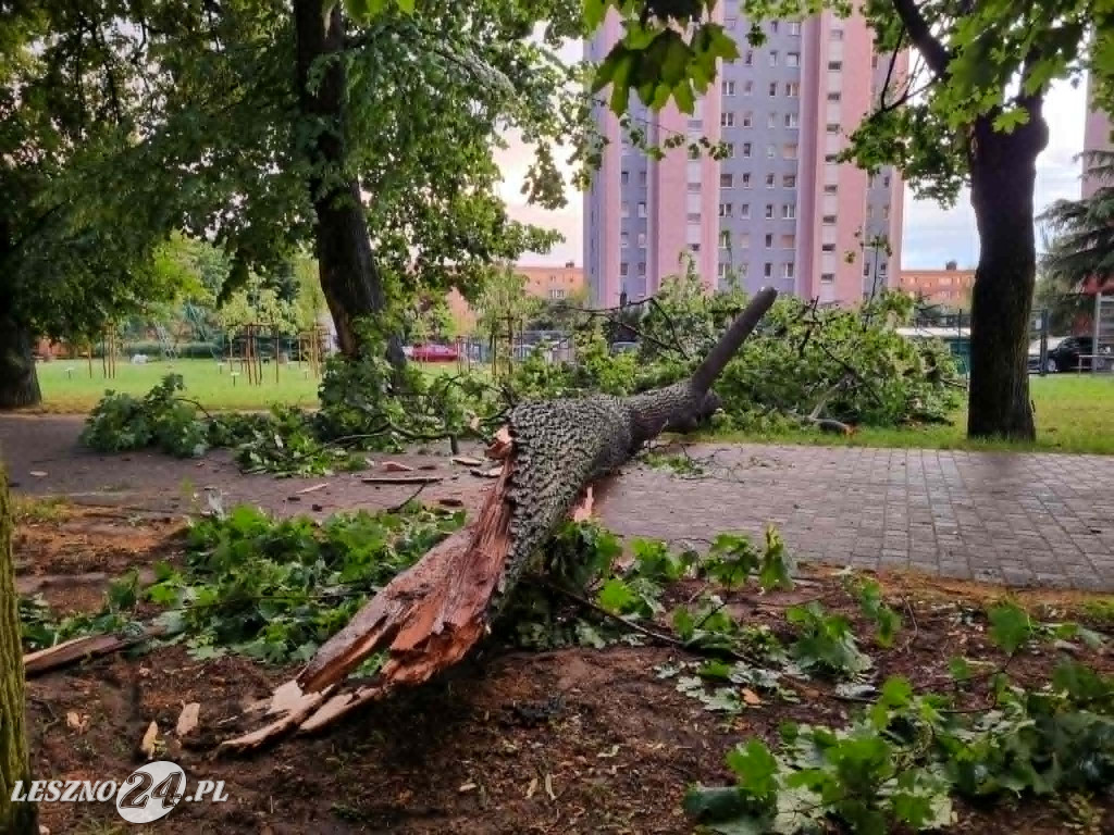 Drzewo runęło przy ul. Sułkowskiego w Lesznie
