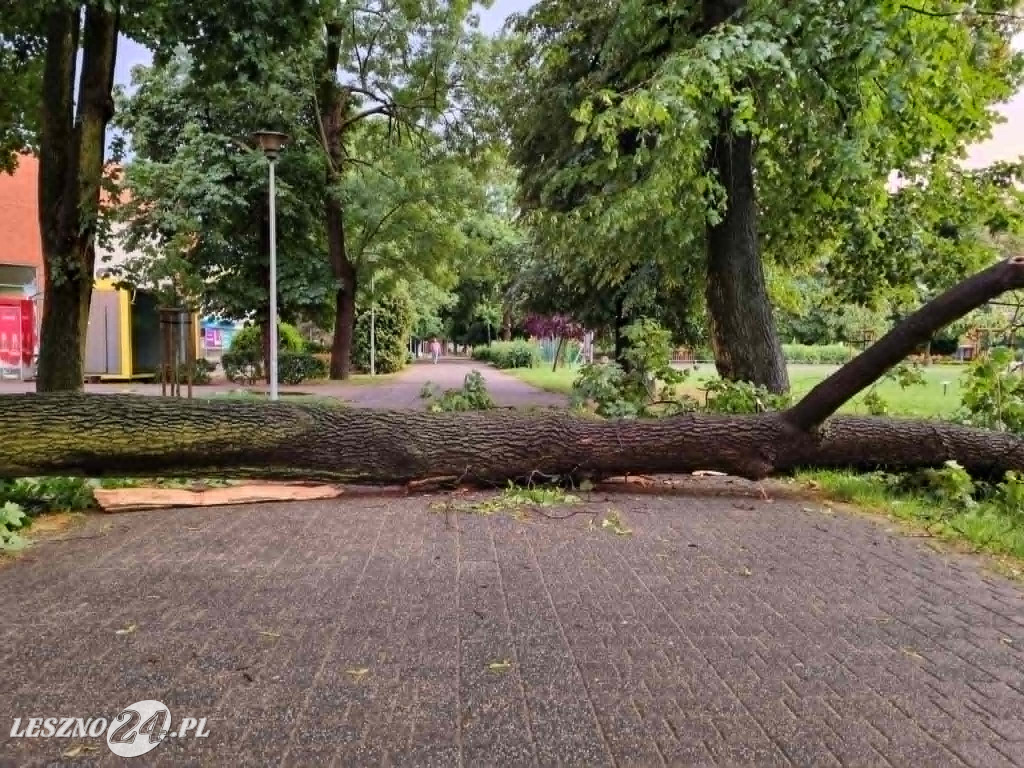 Drzewo runęło przy ul. Sułkowskiego w Lesznie