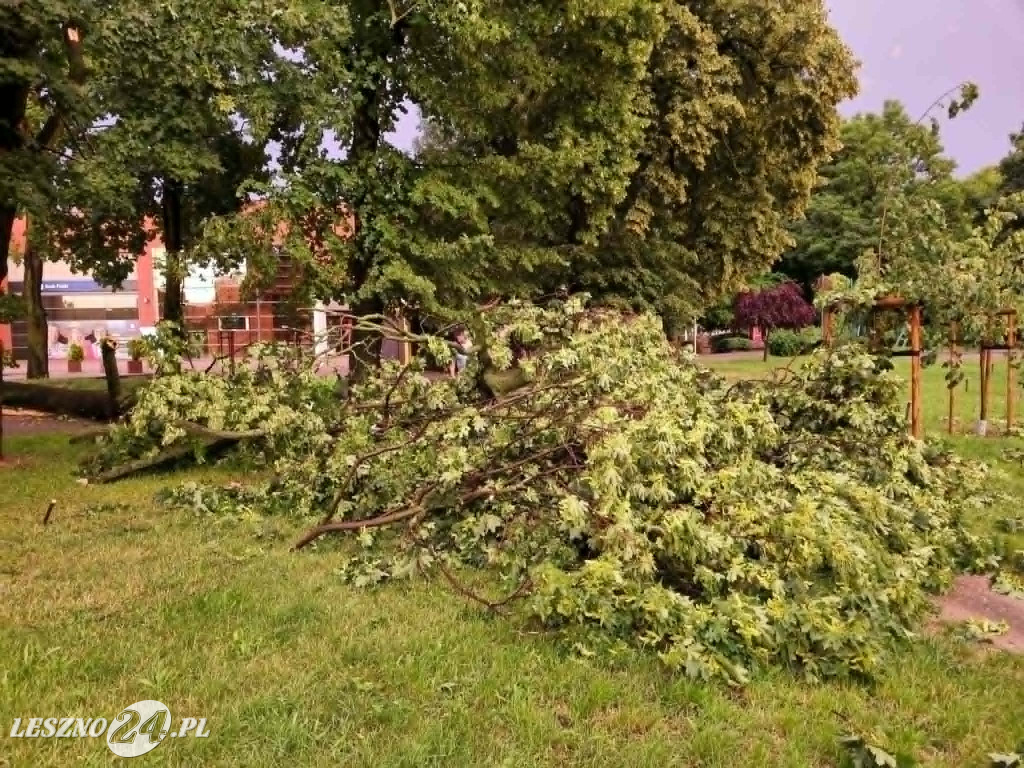 Drzewo runęło przy ul. Sułkowskiego w Lesznie