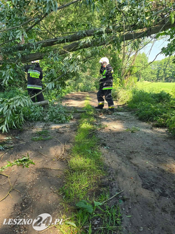 Drzewo przygniotło 15-latka