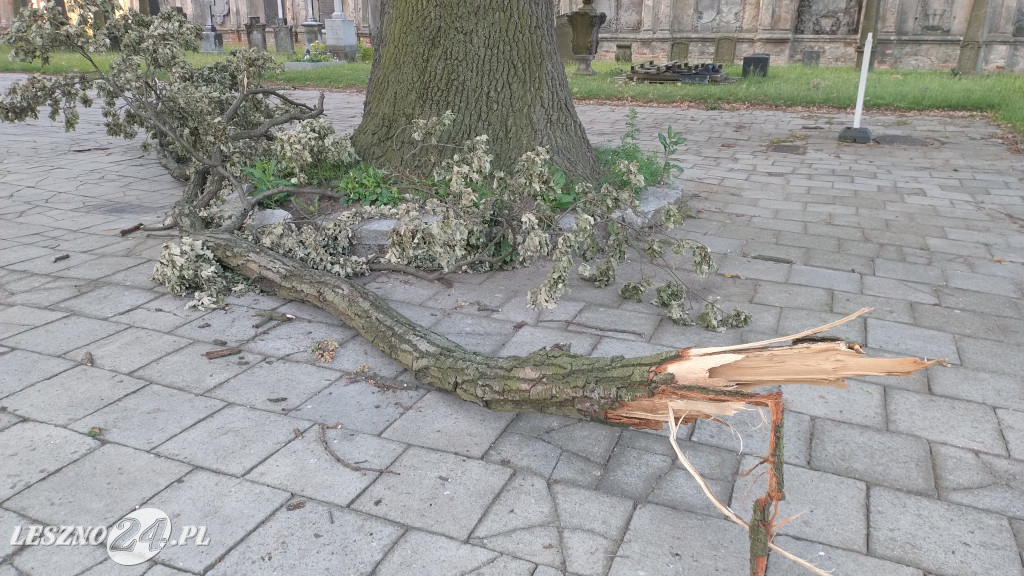 Potężny konar dębu runął przy kościele Św. Krzyża