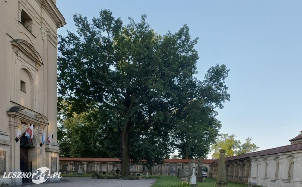 Potężny konar dębu runął przy kościele Św. Krzyża