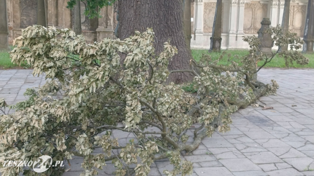 Potężny konar dębu runął przy kościele Św. Krzyża