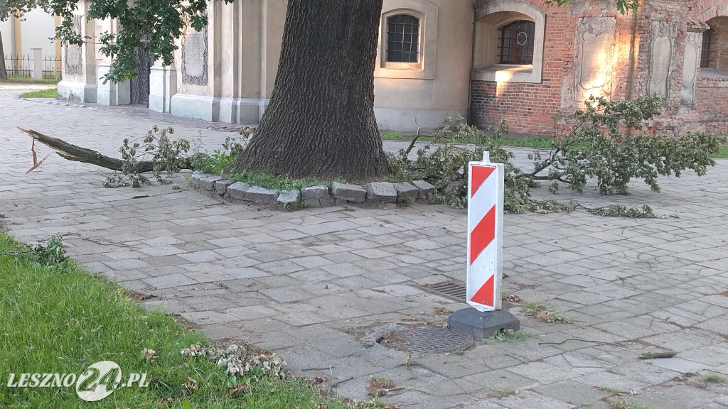 Potężny konar dębu runął przy kościele Św. Krzyża