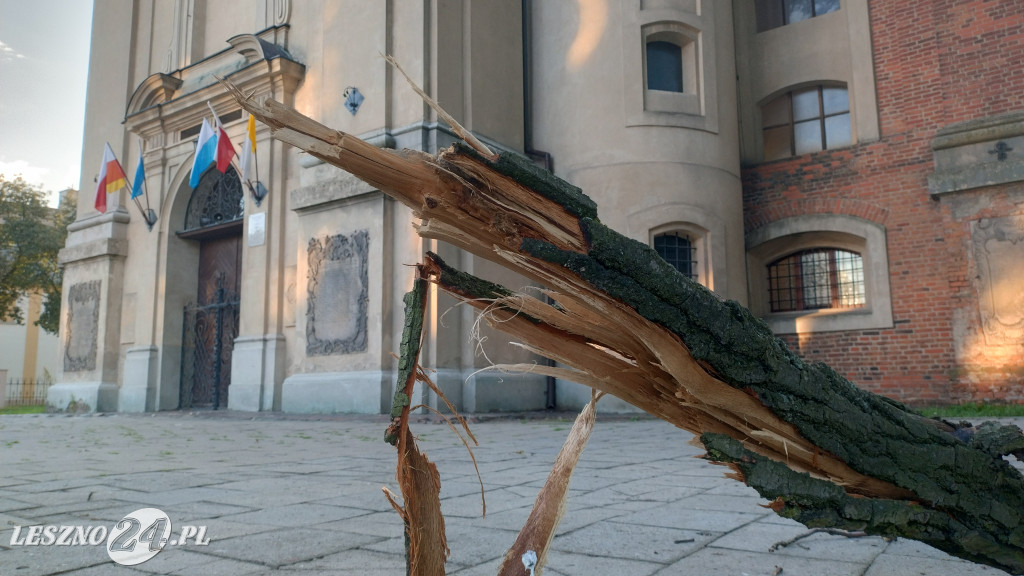 Potężny konar dębu runął przy kościele Św. Krzyża