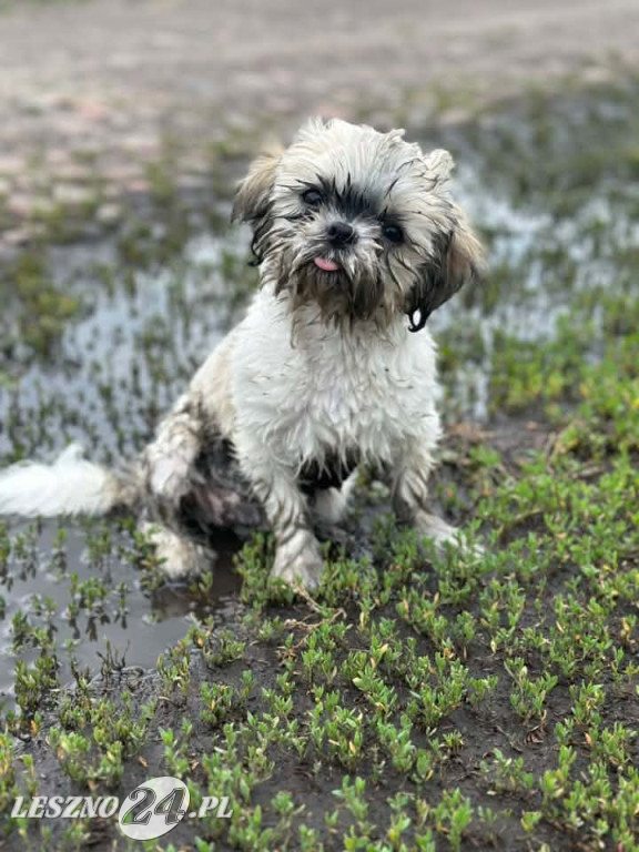 Dzień Psa. Część I zdjęć od czytelników leszno24.pl