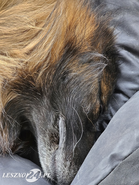Dzień Psa. Część I zdjęć od czytelników leszno24.pl