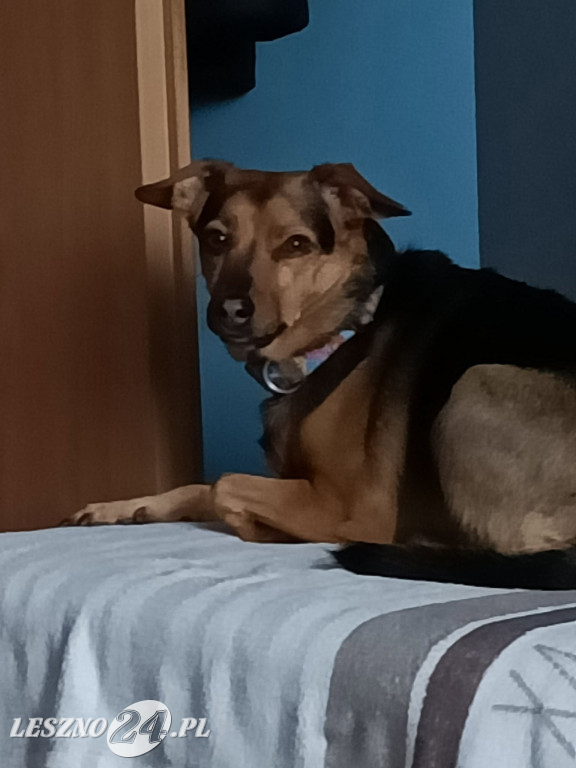 Dzień Psa. Część I zdjęć od czytelników leszno24.pl