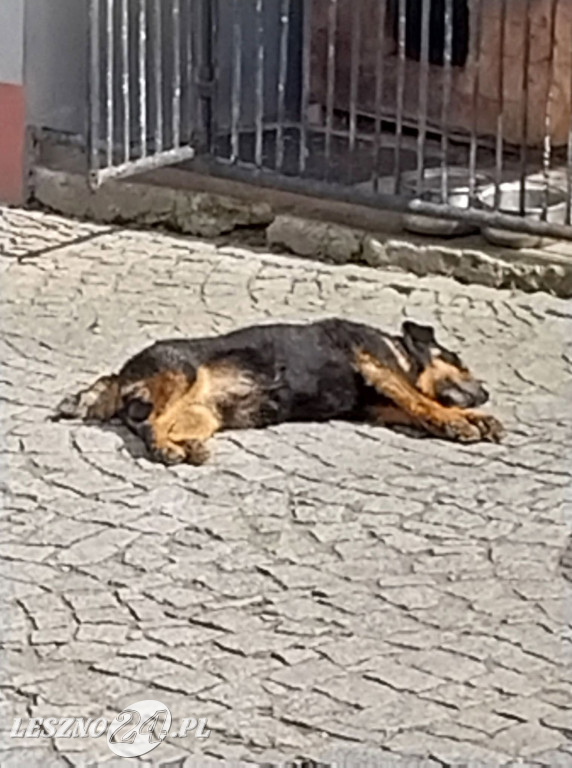 Dzień Psa. Część I zdjęć od czytelników leszno24.pl